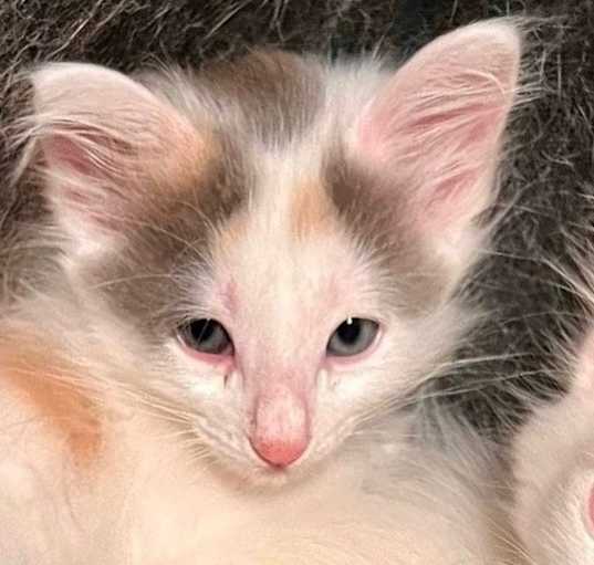 Photo of Calico fluffy