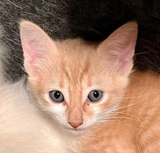 Photo of Orange