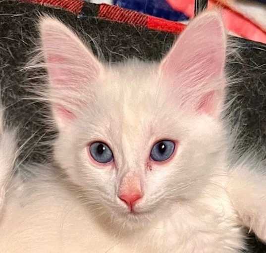 Photo of White fluffy