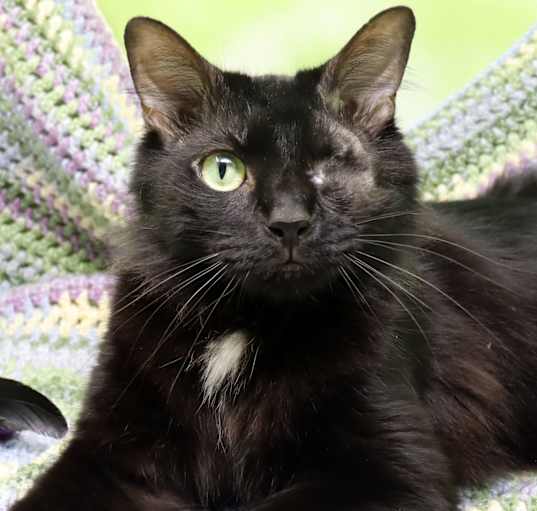 Photo of Loki