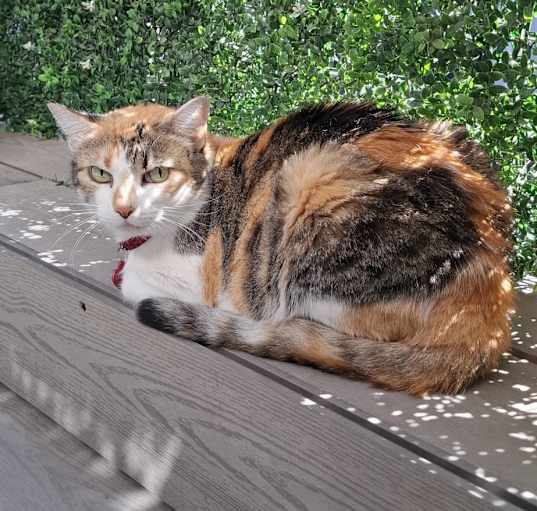 Photo of Ramona