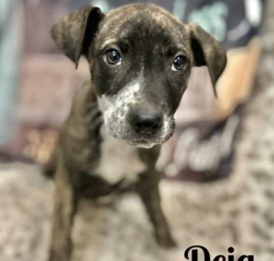 Photo of Deja meet me 5/10
