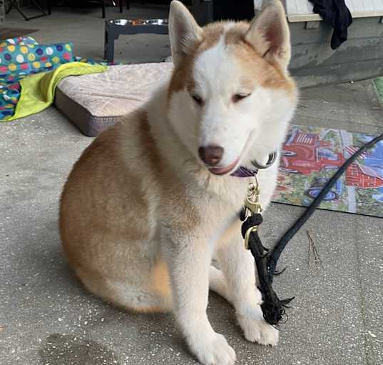 Photo of Timber