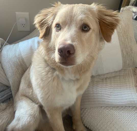 Photo of Butter
