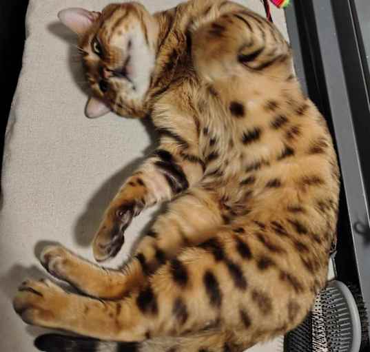 Photo of Leo