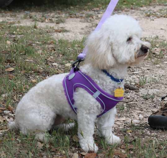 Photo of Bixby