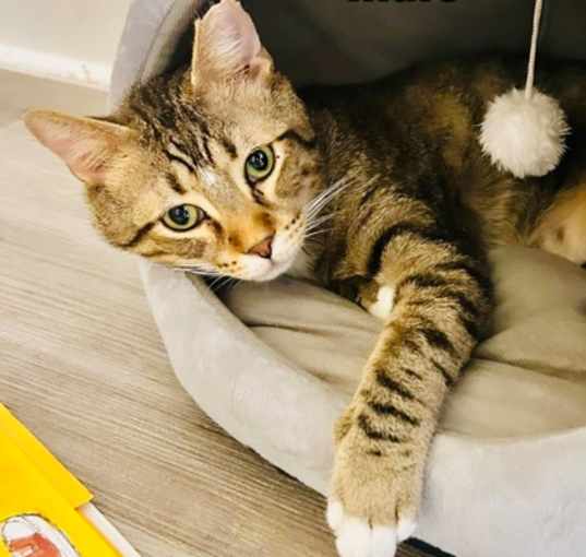 Photo of Frankie (FIV+)(Pounce Cat Cafe