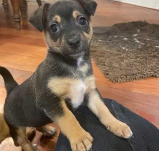 Photo of Tilly