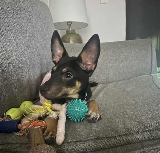 Photo of Canela