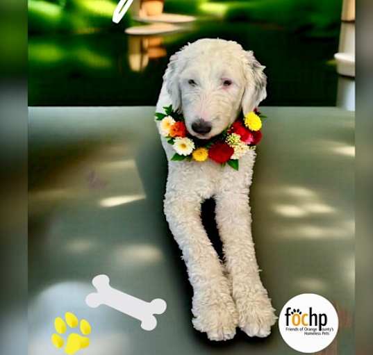 Photo of Dotty