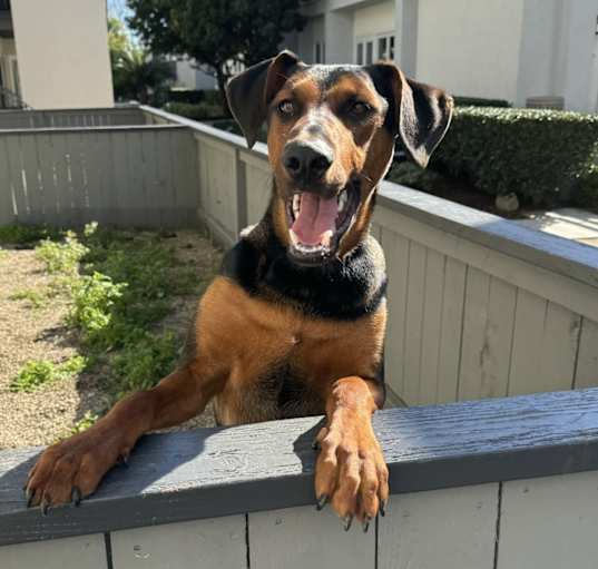 Photo of Beau