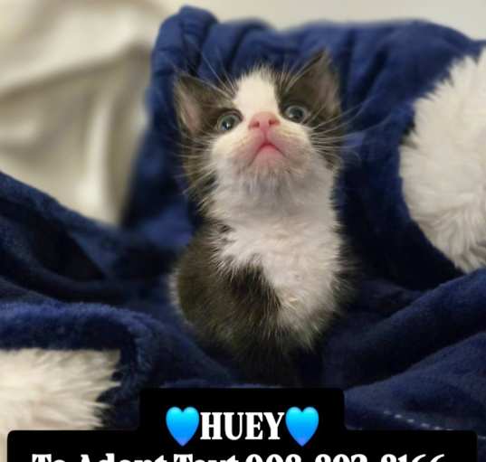 Photo of HUEY