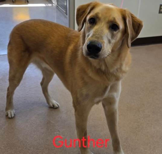 Photo of Gunther