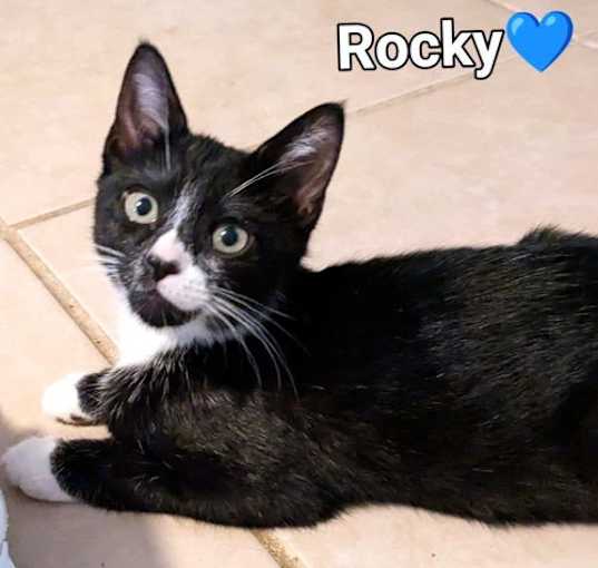 Photo of Rocky
