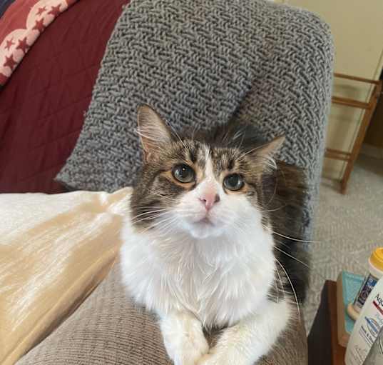 Photo of Zelda