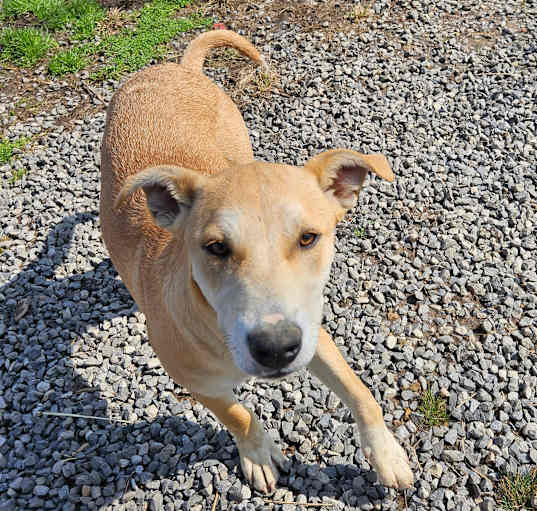 Photo of Fawn