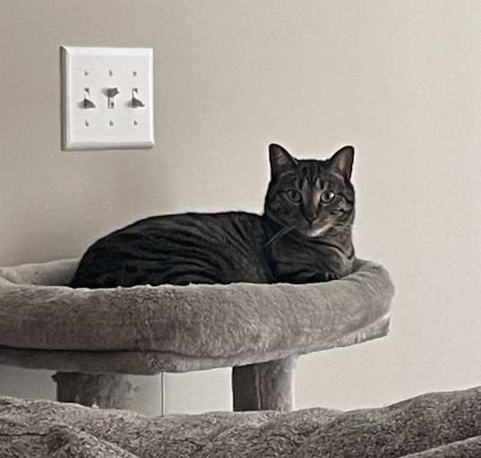 Photo of Queso