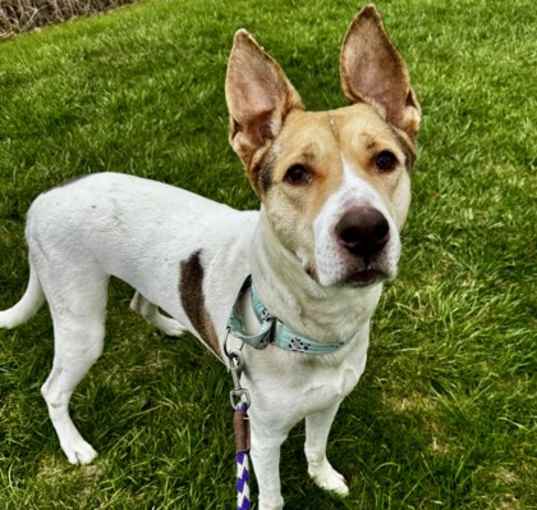 Photo of Okami