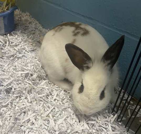 Photo of RABUNZEL