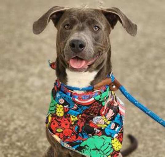 Photo of ROCKO