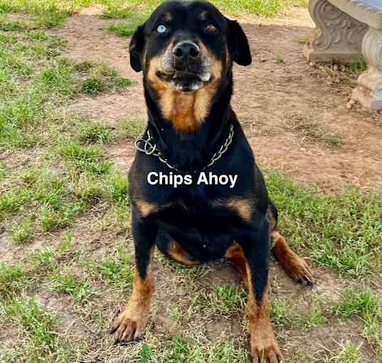 Photo of Chips Ahoy