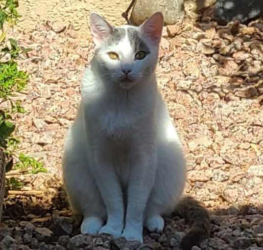 Photo of Oliver