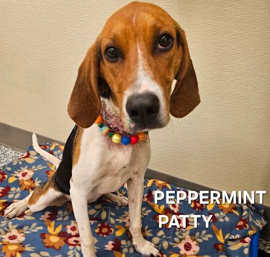 Photo of Peppermint Patty