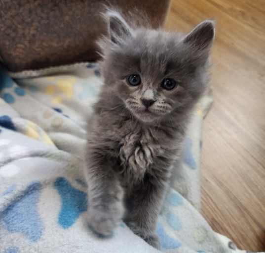 Photo of Sundae