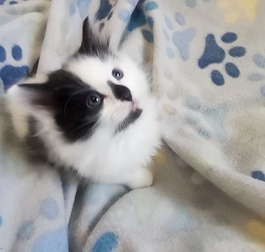 Photo of Blizzard