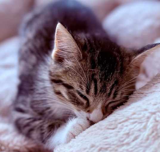 Photo of Mochi