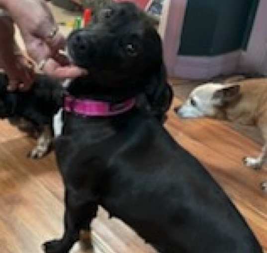 Photo of Darla the Doxie mix
