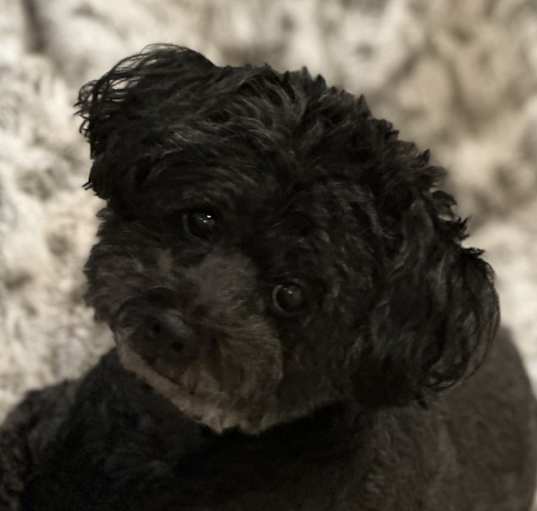 Photo of Bella
