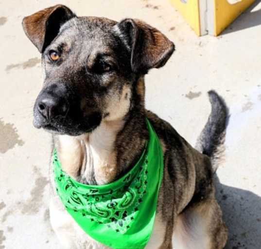 Photo of Enzo -Pet Suites