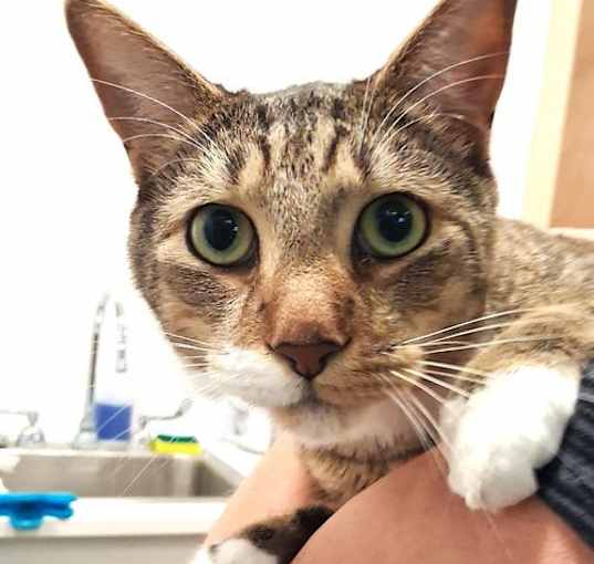 Photo of Oliver