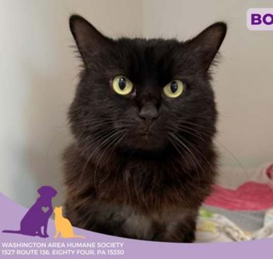 Photo of Boo