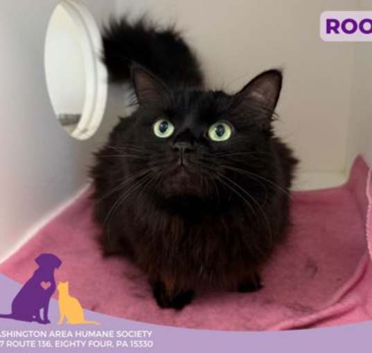 Photo of Roo