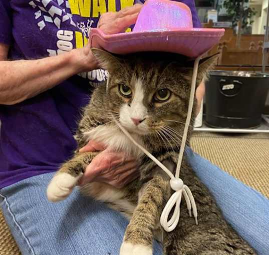 Photo of COWBOY