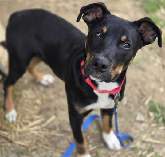 Photo of Louie