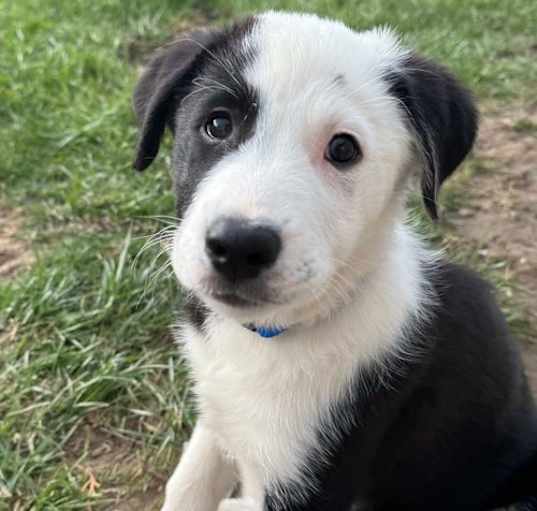 Photo of Barney