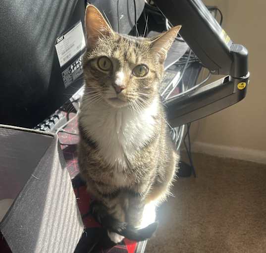 Photo of Mochi
