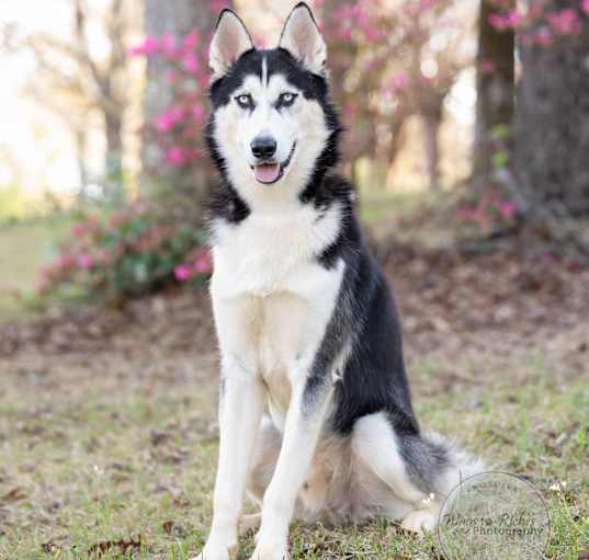 Photo of Shadow