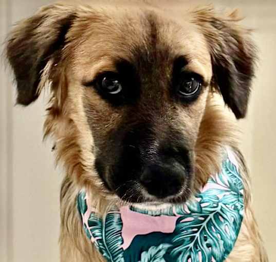 Photo of Snickers