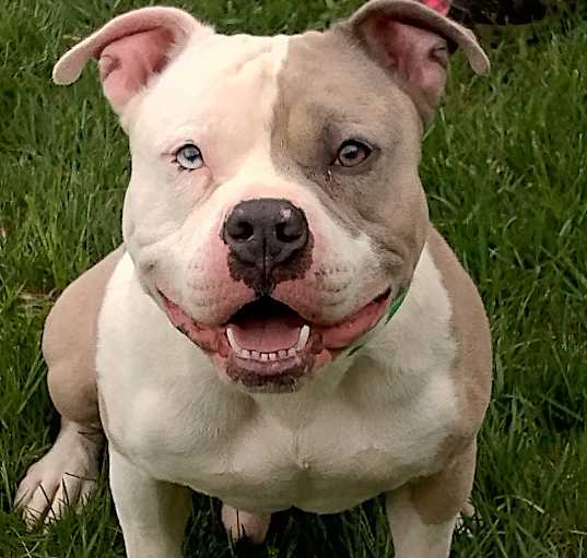 Photo of Hercules (Pawnyo)