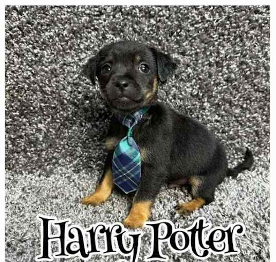 Photo of SPONSOR ME - Harry Potter