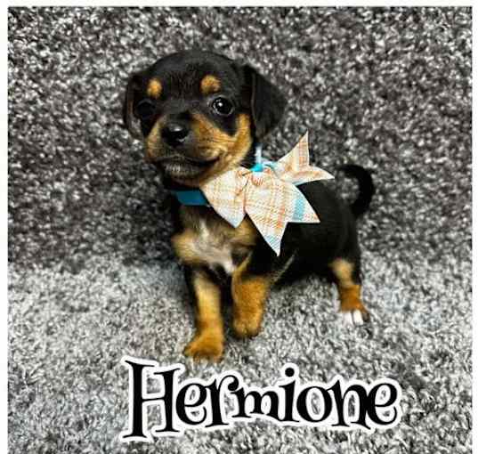 Photo of Hermione - ADOPTION IN PROCESS