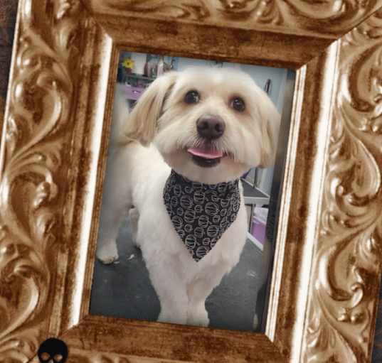 Photo of Rocko