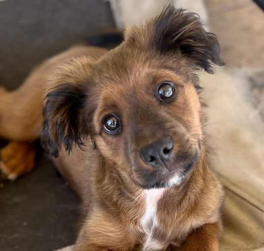Photo of Nugget