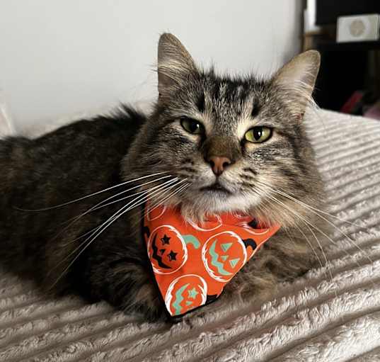 Photo of Sampson