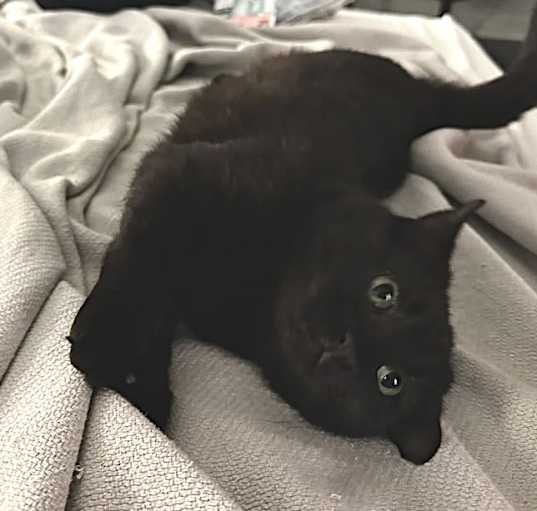 Photo of Lily Rose (I NEED/WANT you!)
