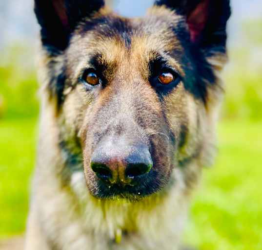 Photo of Phoenix